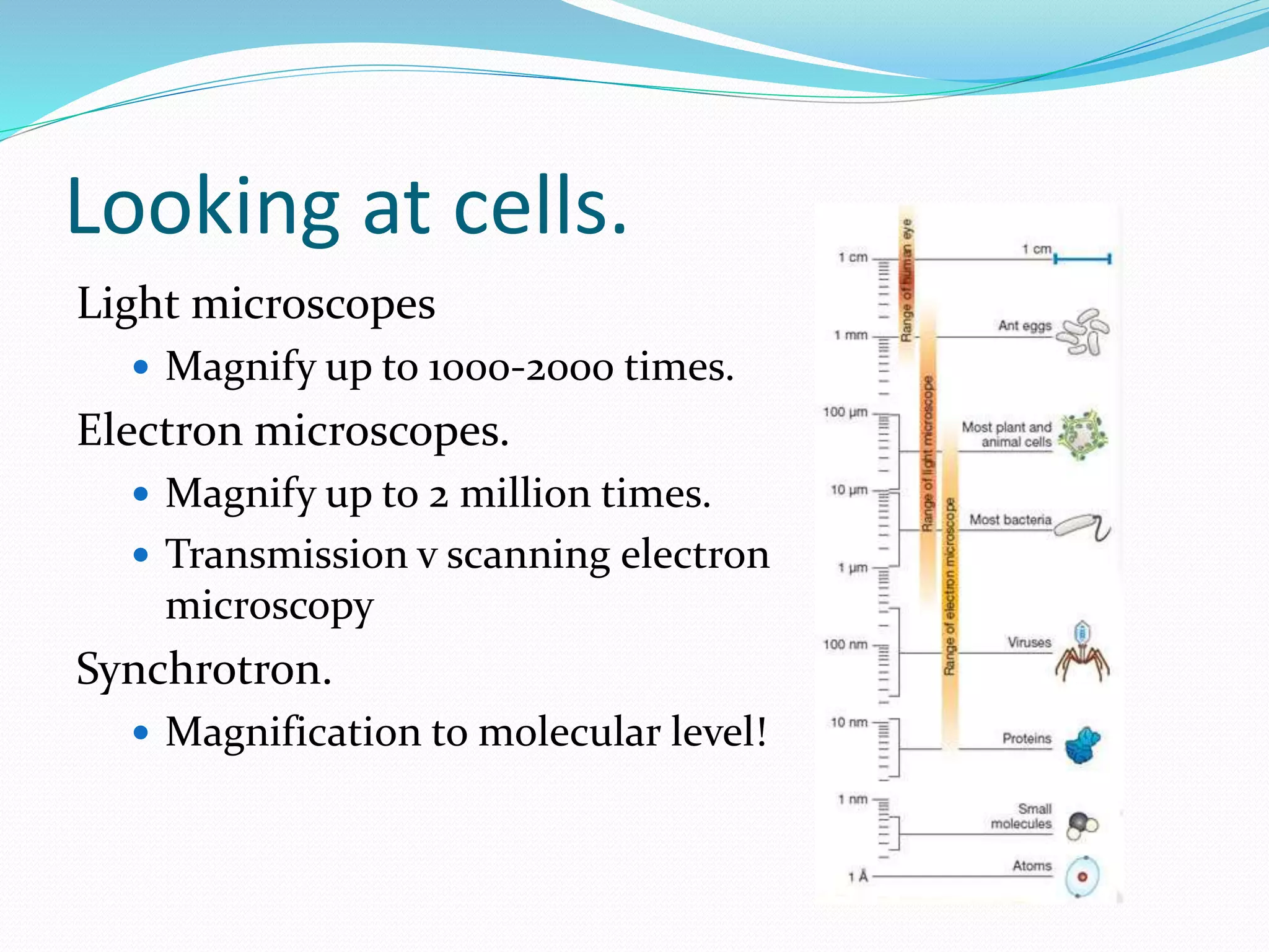 Looking at cells.
Light microscopes
 Magnify up to 1000-2000 times.
Electron microscopes.
 Magnify up to 2 million times.
 Transmission v scanning electron
microscopy
Synchrotron.
 Magnification to molecular level!
 