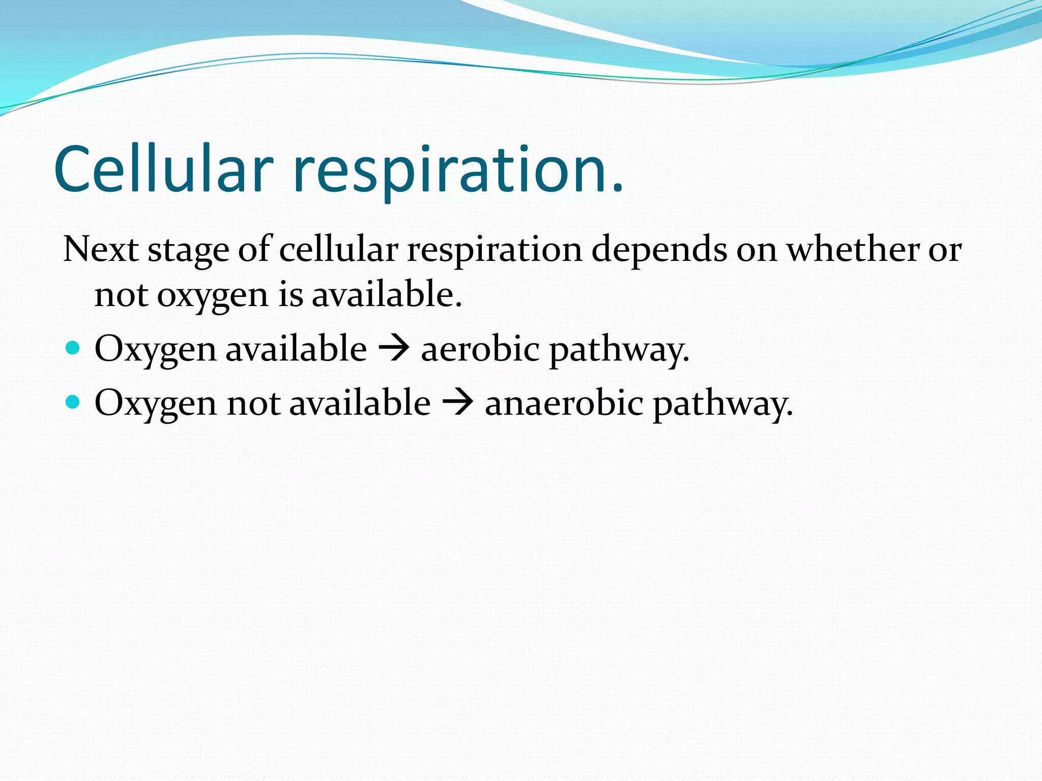Cellular respiration.
Next stage of cellular respiration depends on whether or
not oxygen is available.
 Oxygen available  aerobic pathway.
 Oxygen not available  anaerobic pathway.
 