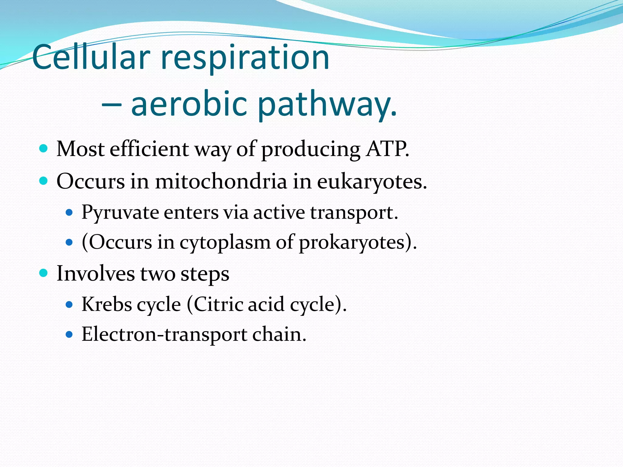 Cellular respiration
– aerobic pathway.
 Most efficient way of producing ATP.
 Occurs in mitochondria in eukaryotes.
 Pyruvate enters via active transport.
 (Occurs in cytoplasm of prokaryotes).
 Involves two steps
 Krebs cycle (Citric acid cycle).
 Electron-transport chain.
 