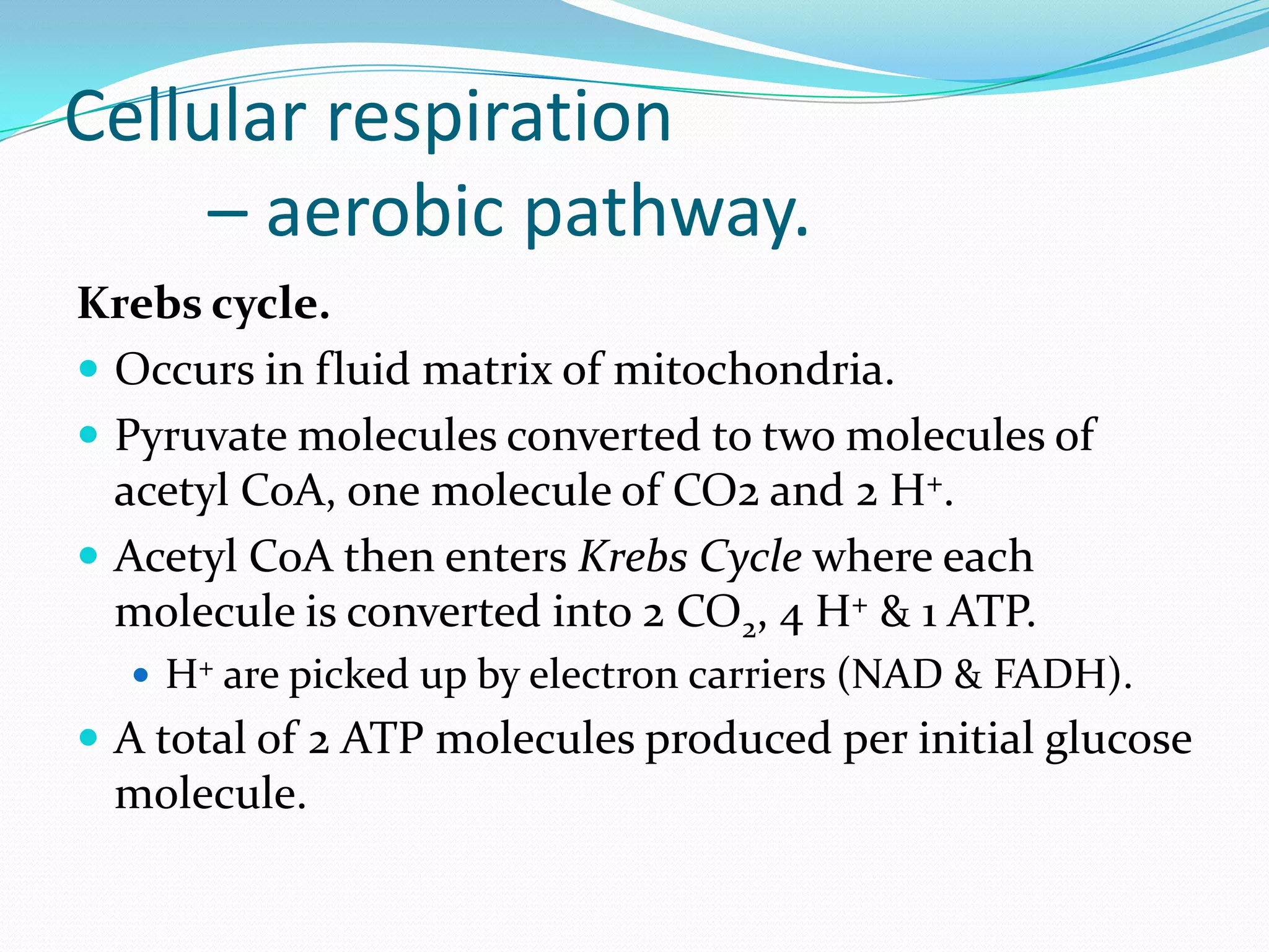 Cellular respiration
– aerobic pathway.
Krebs cycle.
 Occurs in fluid matrix of mitochondria.
 Pyruvate molecules converted to two molecules of
acetyl CoA, one molecule of CO2 and 2 H+.
 Acetyl CoA then enters Krebs Cycle where each
molecule is converted into 2 CO2, 4 H+ & 1 ATP.
 H+ are picked up by electron carriers (NAD & FADH).
 A total of 2 ATP molecules produced per initial glucose
molecule.
 