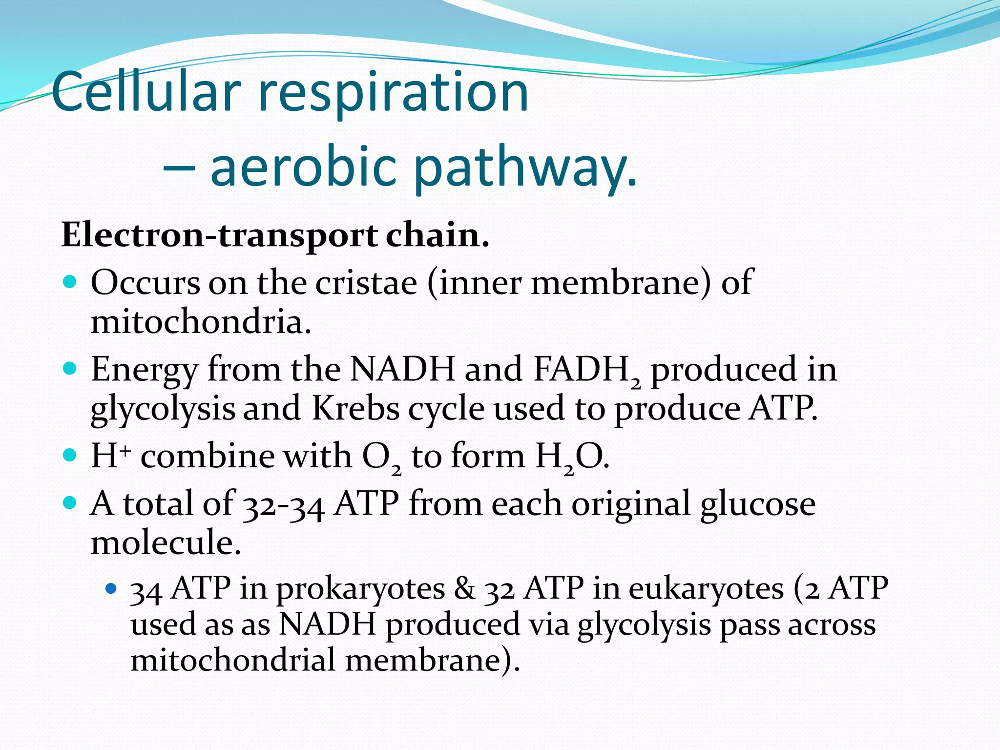 Cellular respiration
– aerobic pathway.
Electron-transport chain.
 Occurs on the cristae (inner membrane) of
mitochondria.
 Energy from the NADH and FADH2 produced in
glycolysis and Krebs cycle used to produce ATP.
 H+ combine with O2 to form H2O.
 A total of 32-34 ATP from each original glucose
molecule.
 34 ATP in prokaryotes & 32 ATP in eukaryotes (2 ATP
used as as NADH produced via glycolysis pass across
mitochondrial membrane).
 