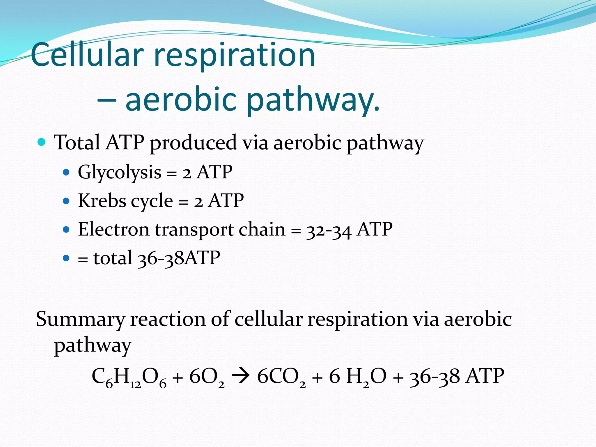 Cellular respiration
– aerobic pathway.
 Total ATP produced via aerobic pathway
 Glycolysis = 2 ATP
 Krebs cycle = 2 ATP
 Electron transport chain = 32-34 ATP
 = total 36-38ATP
Summary reaction of cellular respiration via aerobic
pathway
C6H12O6 + 6O2  6CO2 + 6 H2O + 36-38 ATP
 