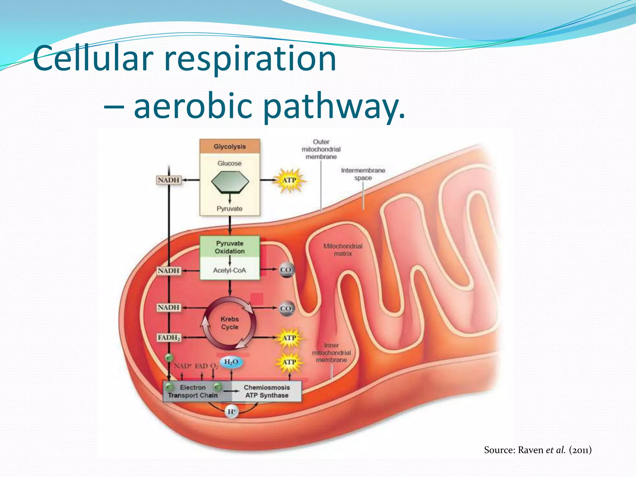 Cellular respiration
– aerobic pathway.
Source: Raven et al. (2011)
 