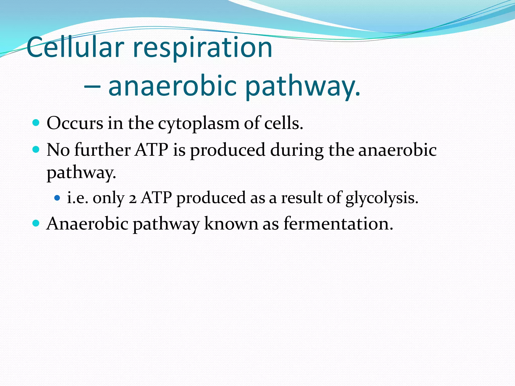 Cellular respiration
– anaerobic pathway.
 Occurs in the cytoplasm of cells.
 No further ATP is produced during the anaerobic
pathway.
 i.e. only 2 ATP produced as a result of glycolysis.
 Anaerobic pathway known as fermentation.
 