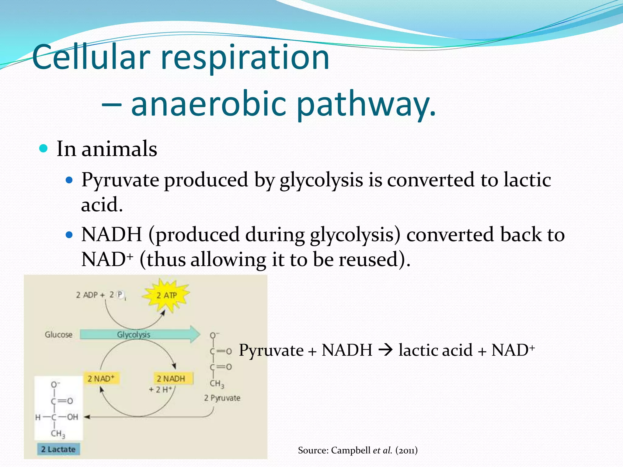 Cellular respiration
– anaerobic pathway.
 In animals
 Pyruvate produced by glycolysis is converted to lactic
acid.
 NADH (produced during glycolysis) converted back to
NAD+ (thus allowing it to be reused).
Pyruvate + NADH  lactic acid + NAD+
Source: Campbell et al. (2011)
 