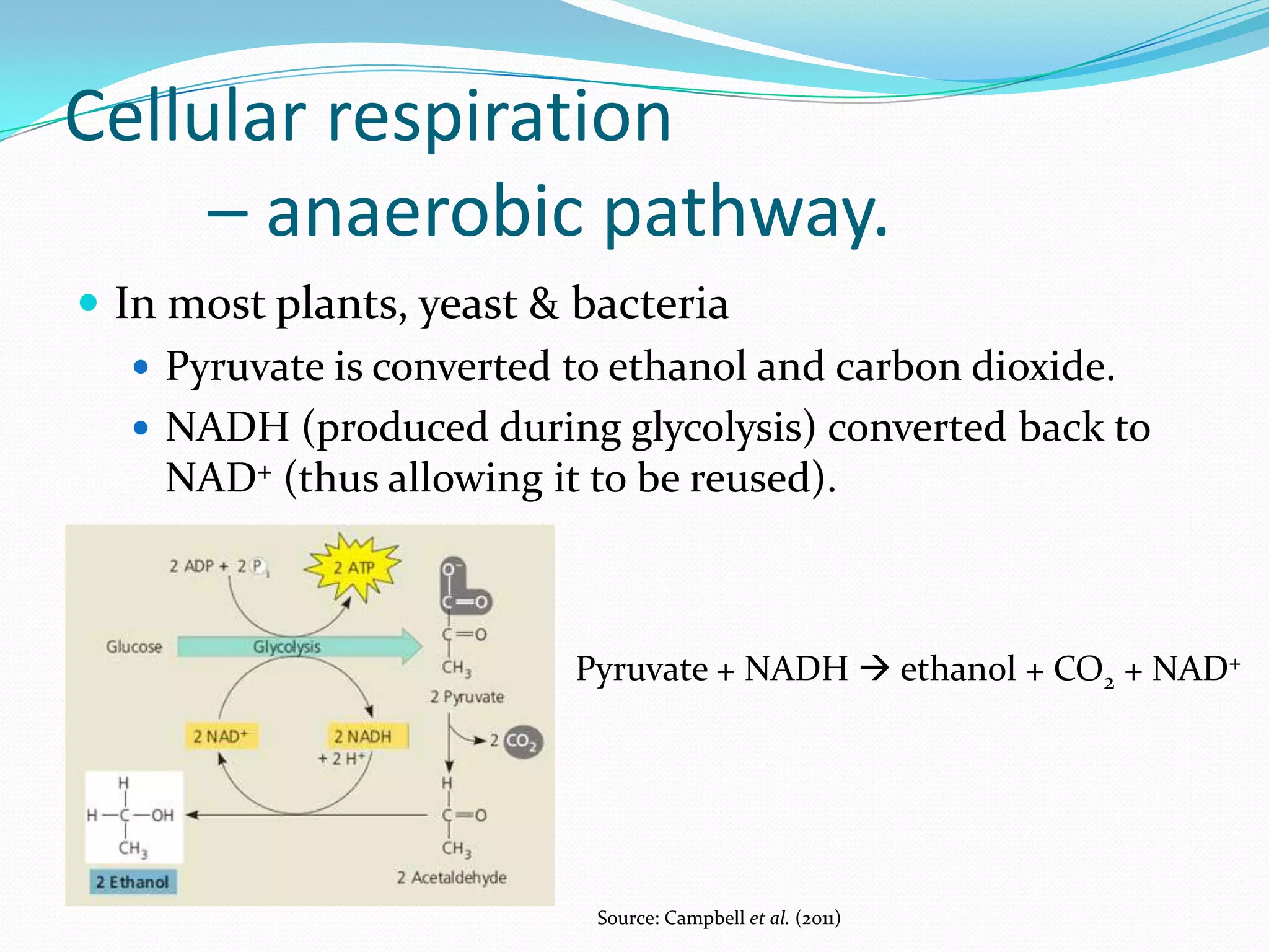 Cellular respiration
– anaerobic pathway.
 In most plants, yeast & bacteria
 Pyruvate is converted to ethanol and carbon dioxide.
 NADH (produced during glycolysis) converted back to
NAD+ (thus allowing it to be reused).
Source: Campbell et al. (2011)
Pyruvate + NADH  ethanol + CO2 + NAD+
 