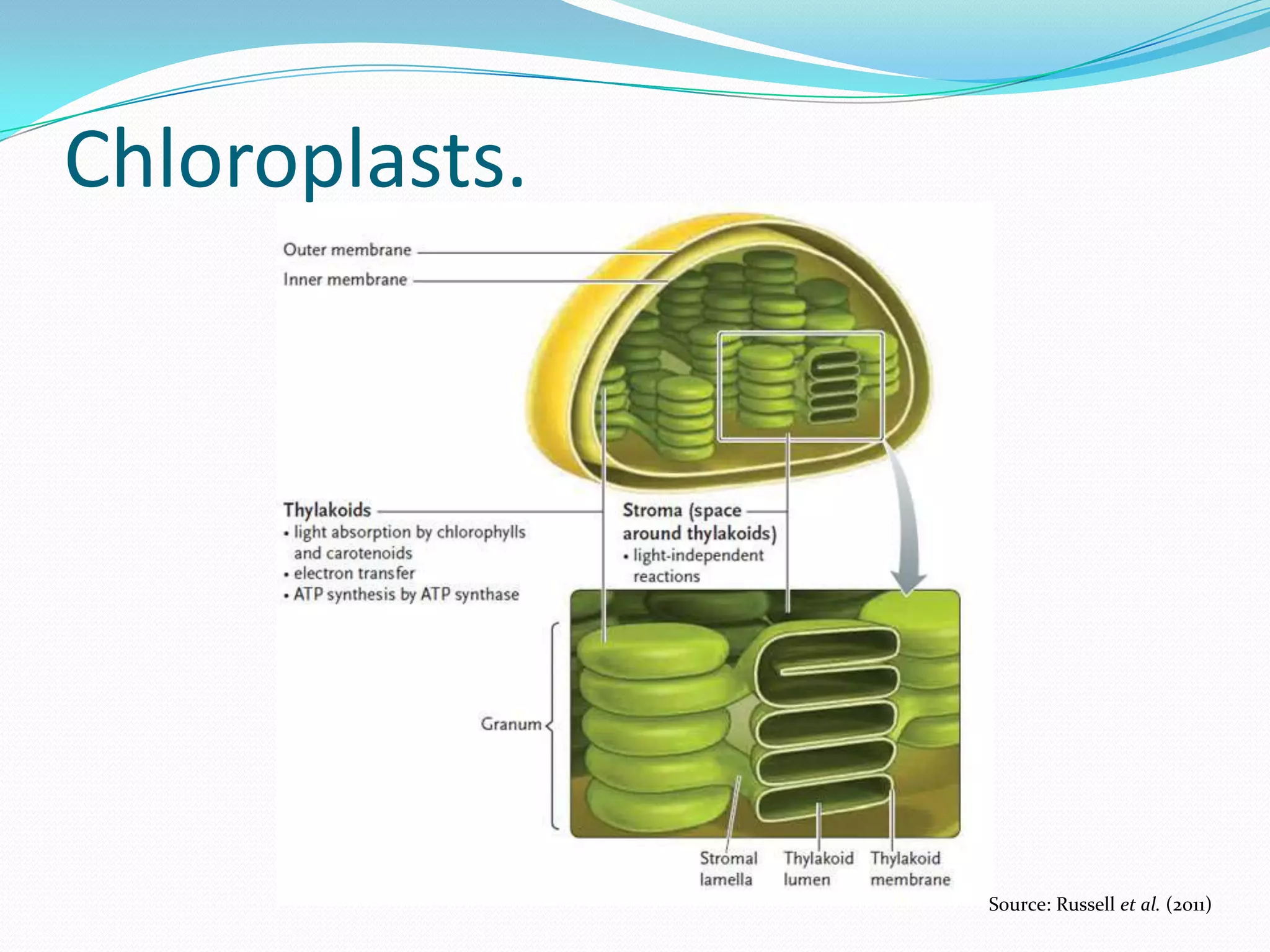 Chloroplasts.
Source: Russell et al. (2011)
 