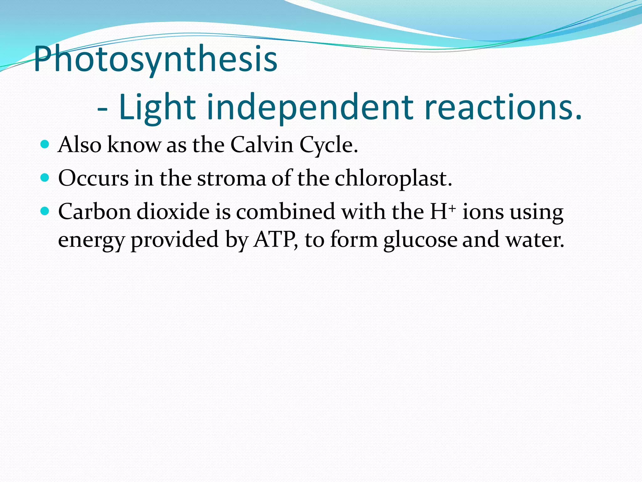 Photosynthesis
- Light independent reactions.
 Also know as the Calvin Cycle.
 Occurs in the stroma of the chloroplast.
 Carbon dioxide is combined with the H+ ions using
energy provided by ATP, to form glucose and water.
 