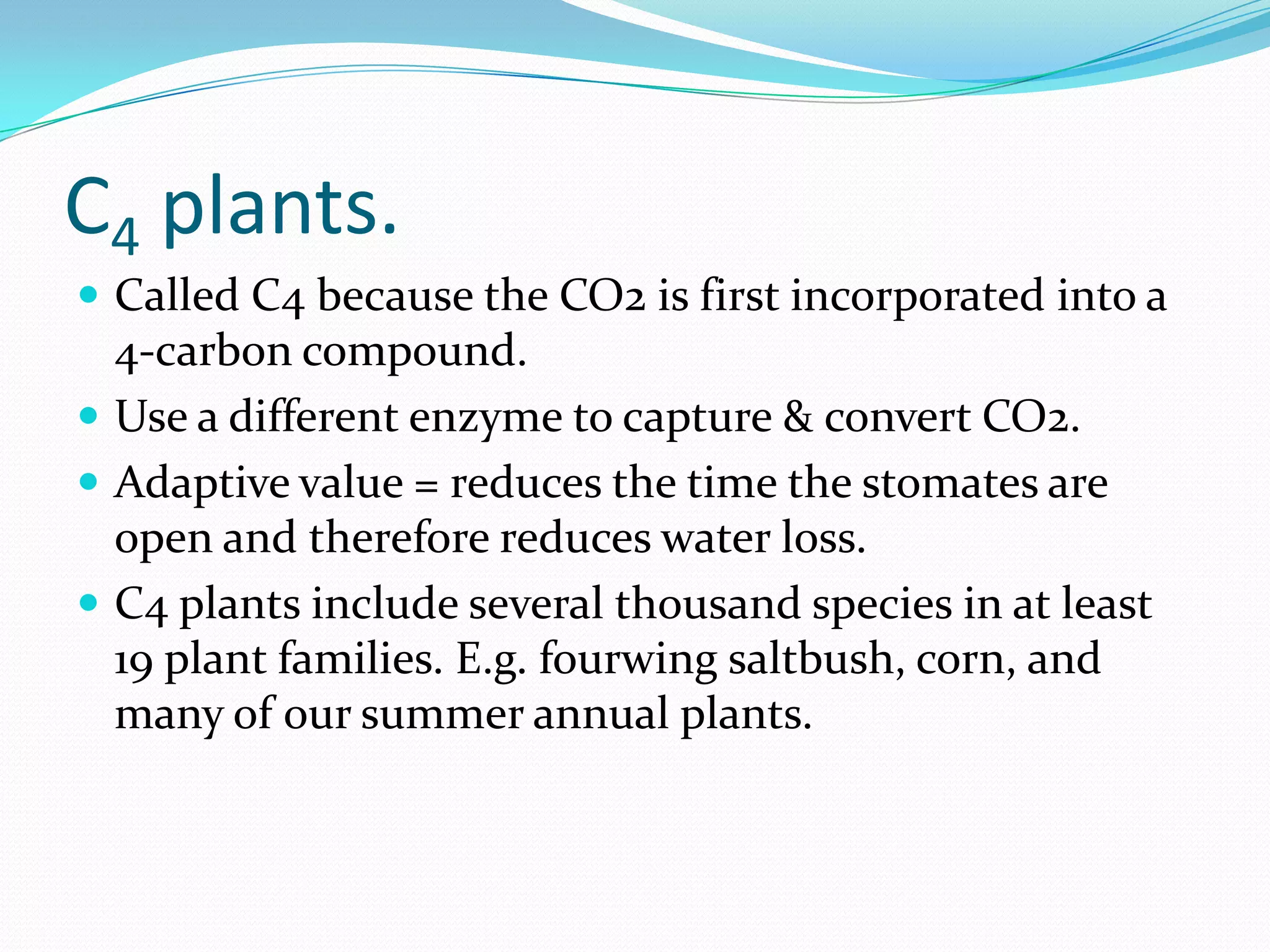 C4 plants.
 Called C4 because the CO2 is first incorporated into a
4-carbon compound.
 Use a different enzyme to capture & convert CO2.
 Adaptive value = reduces the time the stomates are
open and therefore reduces water loss.
 C4 plants include several thousand species in at least
19 plant families. E.g. fourwing saltbush, corn, and
many of our summer annual plants.
 