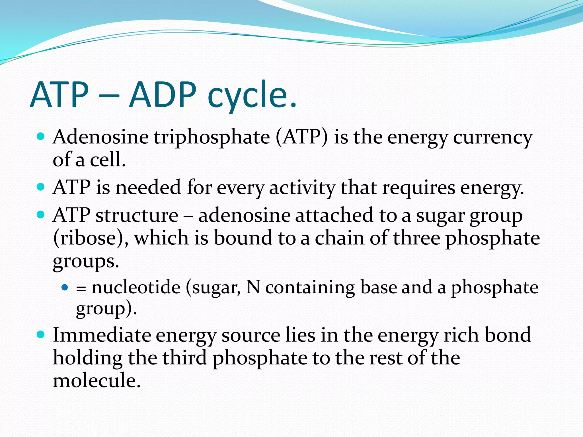 ATP – ADP cycle.
 Adenosine triphosphate (ATP) is the energy currency
of a cell.
 ATP is needed for every activity that requires energy.
 ATP structure – adenosine attached to a sugar group
(ribose), which is bound to a chain of three phosphate
groups.
 = nucleotide (sugar, N containing base and a phosphate
group).
 Immediate energy source lies in the energy rich bond
holding the third phosphate to the rest of the
molecule.
 