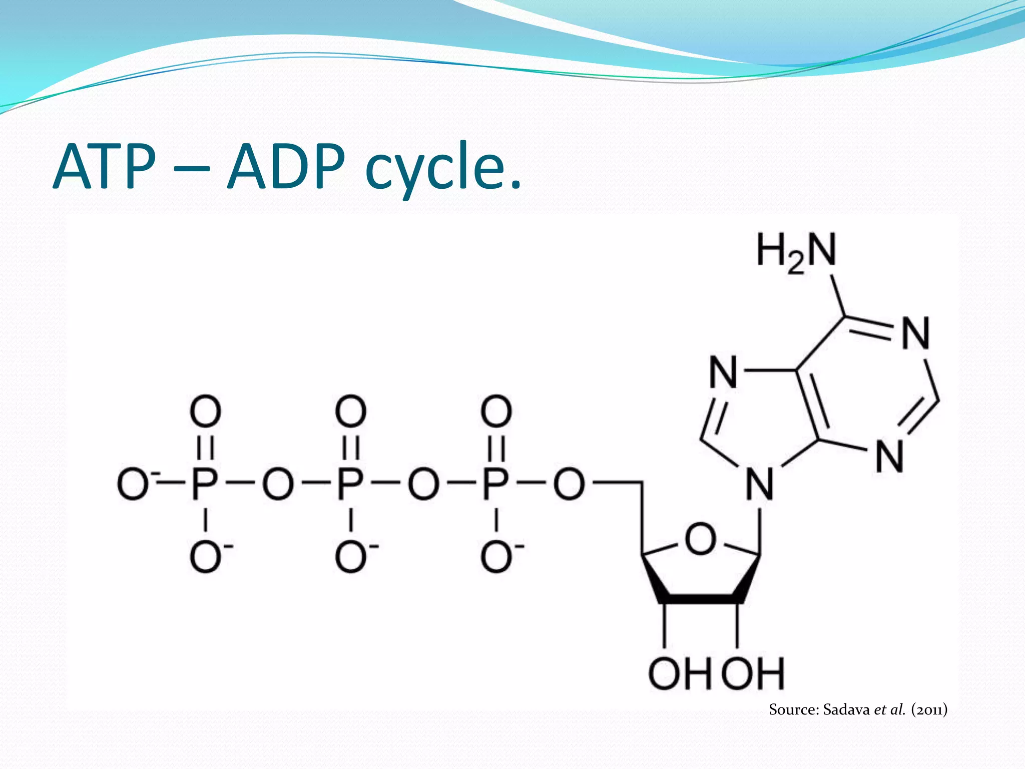 ATP – ADP cycle.
Source: Sadava et al. (2011)
 