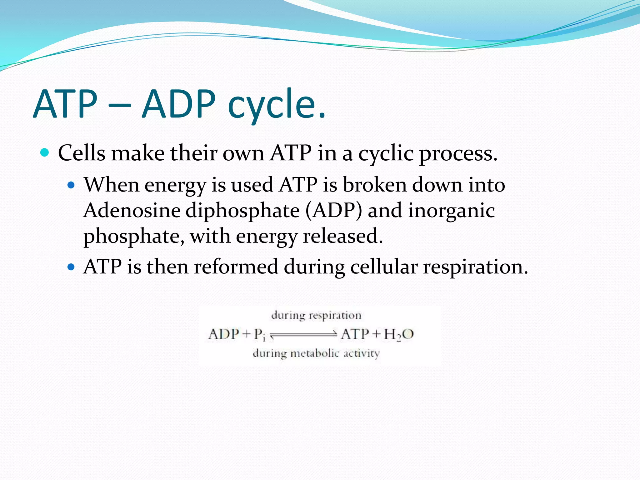 ATP – ADP cycle.
 Cells make their own ATP in a cyclic process.
 When energy is used ATP is broken down into
Adenosine diphosphate (ADP) and inorganic
phosphate, with energy released.
 ATP is then reformed during cellular respiration.
 