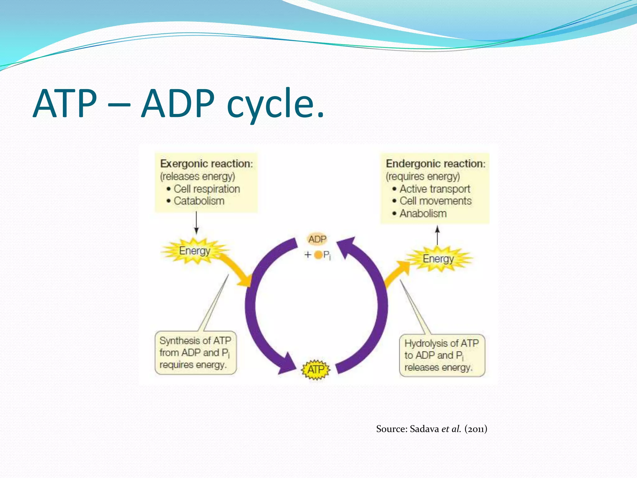 ATP – ADP cycle.
Source: Sadava et al. (2011)
 