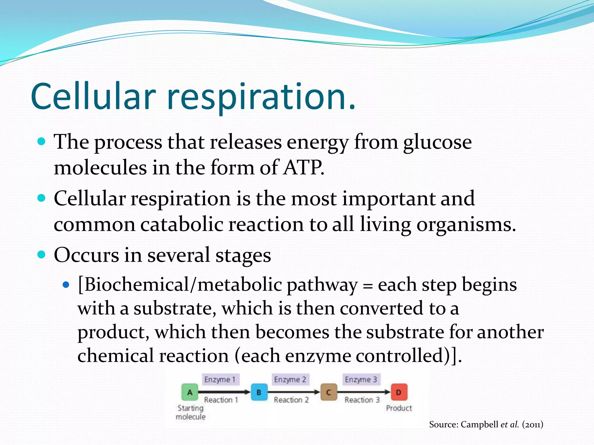 Cellular respiration.
 The process that releases energy from glucose
molecules in the form of ATP.
 Cellular respiration is the most important and
common catabolic reaction to all living organisms.
 Occurs in several stages
 [Biochemical/metabolic pathway = each step begins
with a substrate, which is then converted to a
product, which then becomes the substrate for another
chemical reaction (each enzyme controlled)].
Source: Campbell et al. (2011)
 