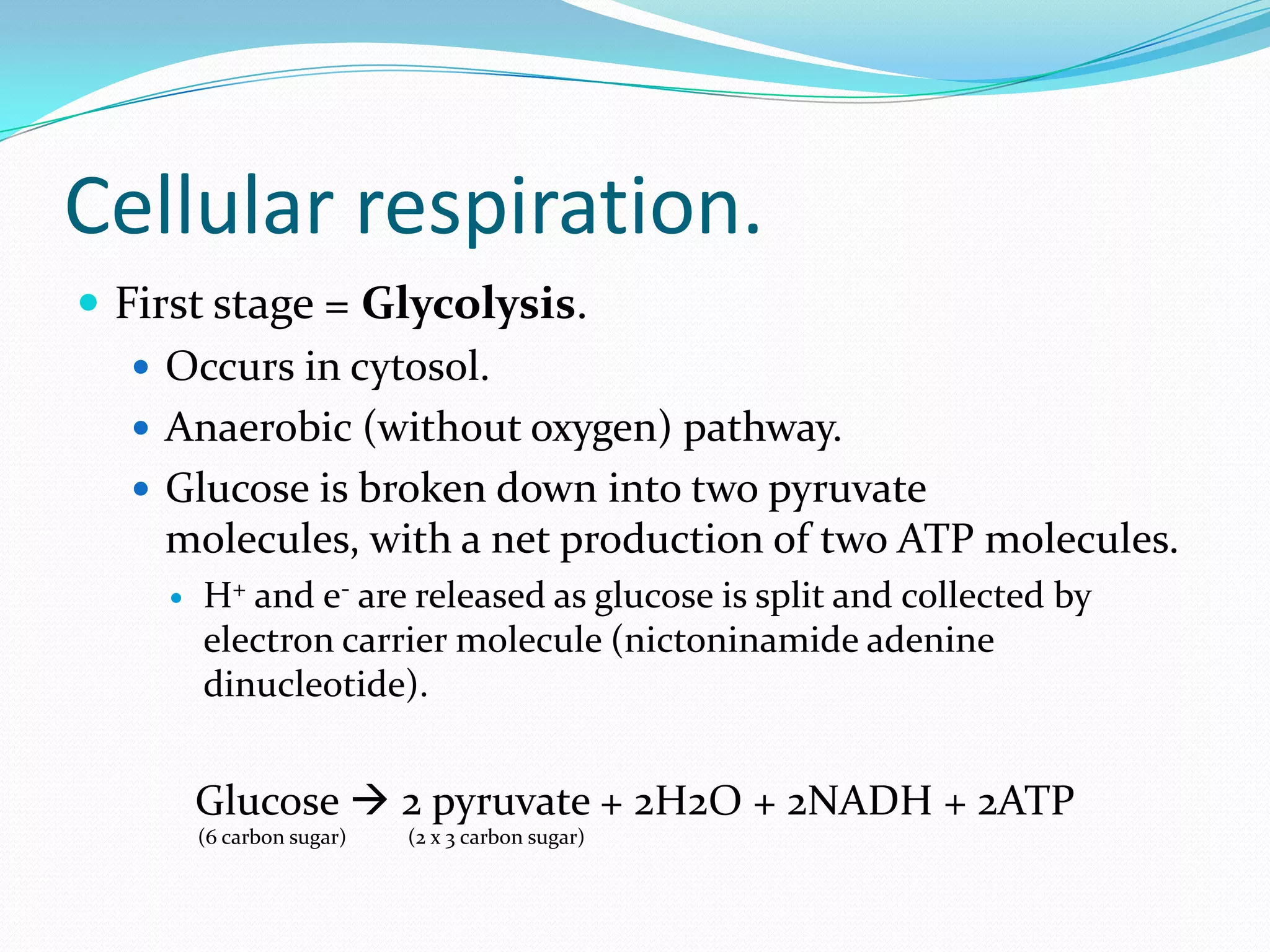 Cellular respiration.
 First stage = Glycolysis.
 Occurs in cytosol.
 Anaerobic (without oxygen) pathway.
 Glucose is broken down into two pyruvate
molecules, with a net production of two ATP molecules.
 H+ and e- are released as glucose is split and collected by
electron carrier molecule (nictoninamide adenine
dinucleotide).
Glucose  2 pyruvate + 2H2O + 2NADH + 2ATP
(6 carbon sugar) (2 x 3 carbon sugar)
 