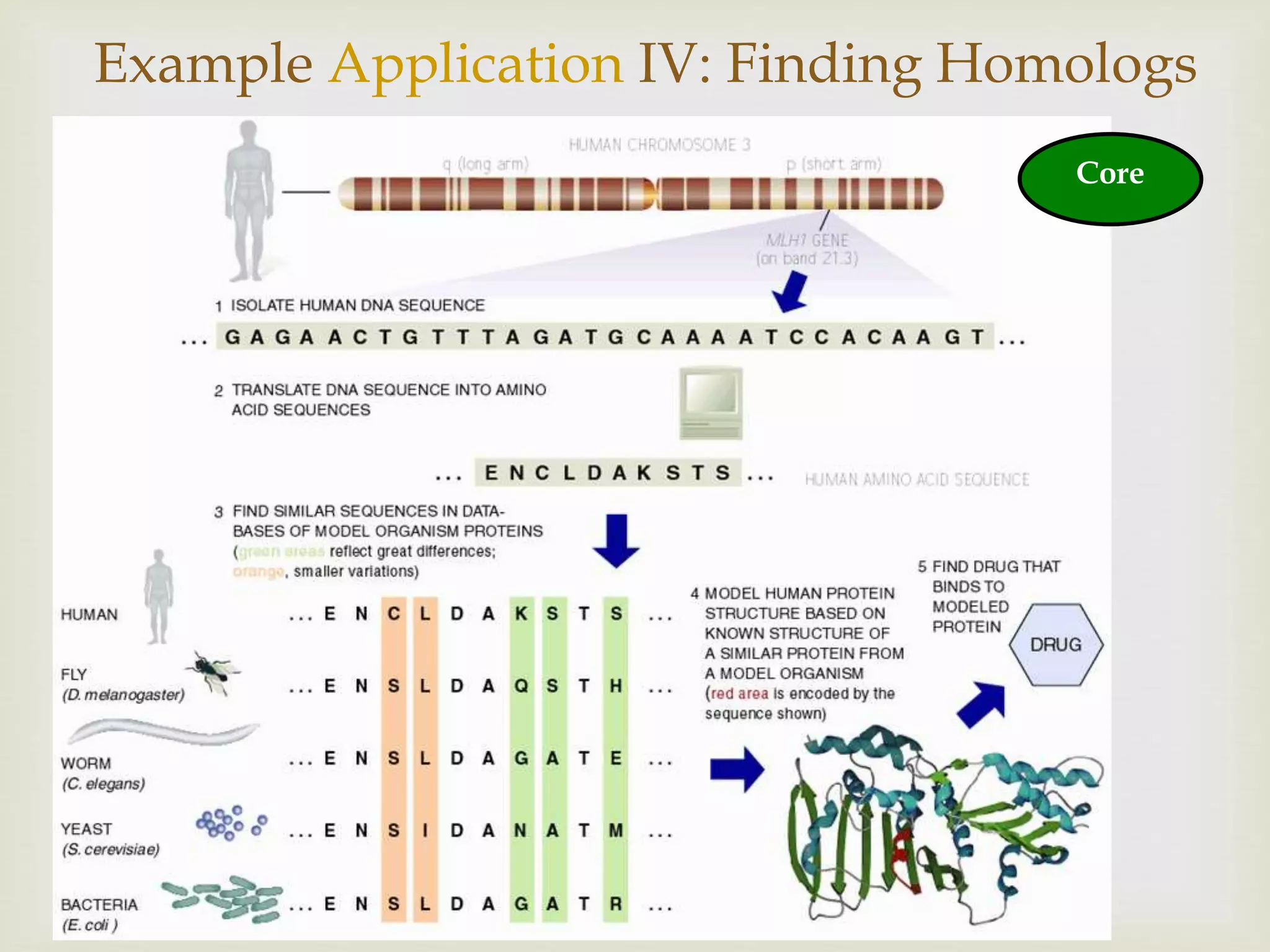 
Example Application IV: Finding Homologs
Core
 