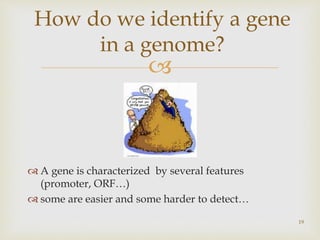 
 A gene is characterized by several features
(promoter, ORF…)
 some are easier and some harder to detect…
19
How do we identify a gene
in a genome?
 