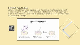 Spread Method microbiology culturing techniques in real lab | PPTX