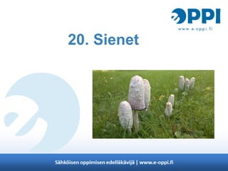 20. Sienet
 