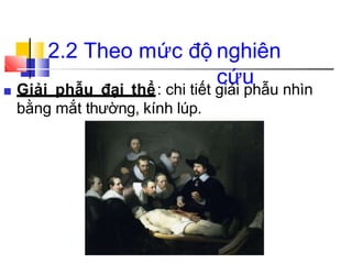 2.2 Theo mức độ nghiên
cứu
■ Giải phẫu đại thể: chi tiết giải phẫu nhìn
bằng mắt thường, kính lúp.
 