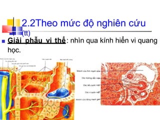 ■ Giải phẫu vi thể: nhìn qua kính hiển vi quang
học.
2.2Theo mức độ nghiên cứu
(tt)
 
