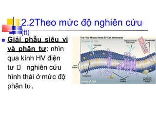 ■ Giải phẫu siêu vi
và phân tư: nhìn
qua kính HV điện
tư nghiên cứu
hình thái ở mức độ
phân tư.
2.2Theo mức độ nghiên cứu
(tt)
 