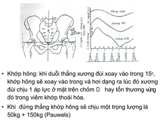 • Khớp hông: khi duỗi thẳng xương đùi xoay vào trong 15o,
khớp hông sẽ xoay vào trong và hơi dạng ra lúc đó xương
đùi chịu 1 áp lực ở mặt trên chỏm hay tổn thương vùng
đó trong viêm khớp thoái hóa.
• Khi đứng thẳng khớp hông sẽ chịu một trọng lượng là
50kg + 150kg (Pauwels)
 
