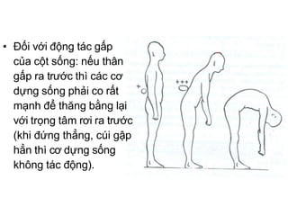• Đối với động tác gấp
của cột sống: nếu thân
gấp ra trước thì các cơ
dựng sống phải co rất
mạnh để thăng bằng lại
với trọng tâm rơi ra trước
(khi đứng thẳng, cúi gập
hẳn thì cơ dựng sống
không tác động).
 