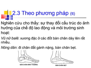 2.3 Theo phương pháp (tt)
Nghiên cứu cho thấy: sự thay đổi cấu trúc do ảnh
hưởng của chế độ lao động và môi trường sinh
hoạt:
Vũ nữ balê: xương đặc ở các đốt bàn chân dày lên rất
nhiều.
Nông dân: đi chân đất gánh nặng, bàn chân bẹt.
 