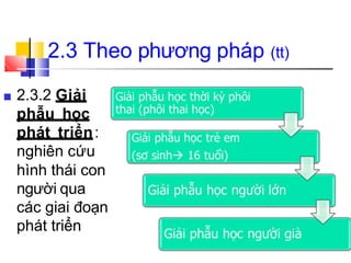 ■ 2.3.2 Giải
phẫu học
phát triển:
nghiên cứu
hình thái con
người qua
các giai đoạn
phát triển
2.3 Theo phương pháp (tt)
 