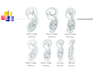 Thai lúc 3,1 tháng
Dài 8,1 cm
Thai lúc 3,5 tháng
Dài 10,1 cm
Thai lúc 4,4 tháng
Dài 14,9 cm
Thai lúc 5,3 tháng
Dài 19 cm
Thai lúc 7,2 tháng
Dài 26 cm
Trẻ sơ sinh
Dài 33 cm
Thiếu niên
Cao 83 cm
 