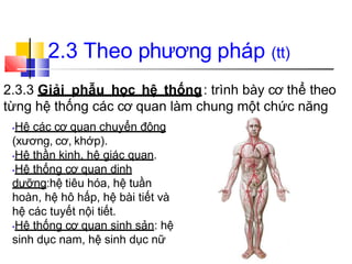 2.3 Theo phương pháp (tt)
2.3.3 Giải phẫu học hệ thống: trình bày cơ thể theo
từng hệ thống các cơ quan làm chung một chức năng
•Hệ các cơ quan chuyển động
(xương, cơ, khớp).
•Hệ thần kinh, hệ giác quan.
•Hệ thống cơ quan dinh
dưỡng:hệ tiêu hóa, hệ tuần
hoàn, hệ hô hấp, hệ bài tiết và
hệ các tuyết nội tiết.
•Hệ thống cơ quan sinh sản: hệ
sinh dục nam, hệ sinh dục nữ
 