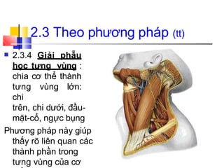 ■ 2.3.4 Giải phẫu
học tưng vùng :
chia cơ thể thành
tưng vùng lớn:
chi
trên, chi dưới, đầu-
mặt-cổ, ngực bụng
Phương pháp này giúp
thấy rõ liên quan các
thành phần trong
tưng vùng của cơ
2.3 Theo phương pháp (tt)
 