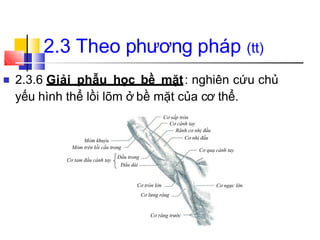 ■
2.3 Theo phương pháp (tt)
Cơ răng trước
Cơ tròn lớn
Cơ lưng rộng
Cơ ngực lớn
Cơ quạ cánh tay
Mỏm khuỷu
Mỏm trên lồi cầu trong
Cơ nhị đầu
2.3.6 Giải phẫu học bề mặt: nghiên cứu chủ
yếu hình thể lồi lõm ở bề mặt của cơ thể.
Cơ sấp tròn
Cơ cánh tay
Rãnh cơ nhị đầu
Cơ tam đầu cánh tay
Đầu trong
Đầu dài
 