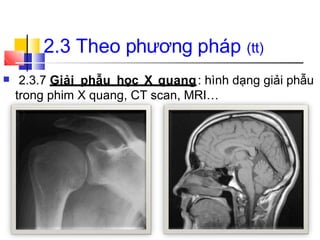 ■ 2.3.7 Giải phẫu học X quang: hình dạng giải phẫu
trong phim X quang, CT scan, MRI…
2.3 Theo phương pháp (tt)
 
