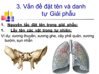 3. Vấn đề đặt tên và danh
tự Giải phẫu
1. Nguyên tắc đặt tên trong giải phẫu:
1. Lấy tên các vật trong tự nhiên:
Ví dụ: xương thuyền, xương ghe, cây phế quản, xương
bướm, sụn nhẫn
 