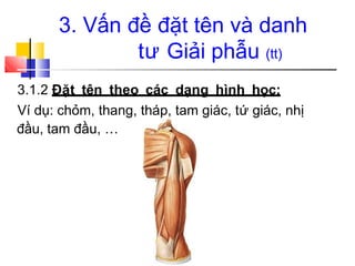 3.1.2 Đặt tên theo các dạng hình học:
Ví dụ: chỏm, thang, tháp, tam giác, tứ giác, nhị
đầu, tam đầu, …
3. Vấn đề đặt tên và danh
tư Giải phẫu (tt)
 