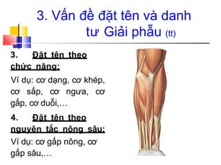 3. Đặt tên theo
chức năng:
Ví dụ: cơ dạng, cơ khép,
cơ sấp, cơ ngưa, cơ
gấp, cơ duỗi,…
4. Đặt tên theo
nguyên tắc nông sâu:
Ví dụ: cơ gấp nông, cơ
gấp sâu,…
3. Vấn đề đặt tên và danh
tư Giải phẫu (tt)
 