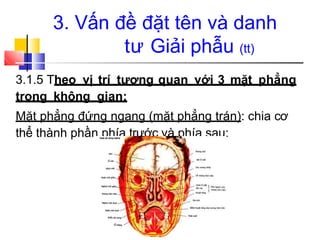 3.1.5 Theo vị trí tương quan với 3 mặt phẳng
trong không gian:
Mặt phẳng đứng ngang (mặt phẳng trán): chia cơ
thể thành phần phía trước và phía sau:
3. Vấn đề đặt tên và danh
tư Giải phẫu (tt)
 