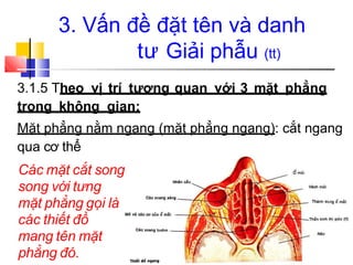 3.1.5 Theo vị trí tương quan với 3 mặt phẳng
trong không gian:
Mặt phẳng nằm ngang (mặt phẳng ngang): cắt ngang
qua cơ thể
Các mặt cắt song
song với tưng
mặt phẳng gọi là
các thiết đồ
mang tên mặt
phẳng đó.
3. Vấn đề đặt tên và danh
tư Giải phẫu (tt)
 