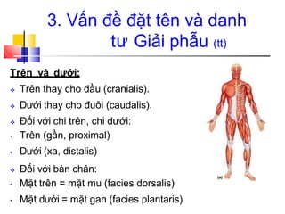 Trên và dưới:
❖ Trên thay cho đầu (cranialis).
❖ Dưới thay cho đuôi (caudalis).
❖ Đối với chi trên, chi dưới:
• Trên (gần, proximal)
Dưới (xa, distalis)
•
❖ Đối với bàn chân:
• Mặt trên = mặt mu (facies dorsalis)
Mặt dưới = mặt gan (facies plantaris)
•
3. Vấn đề đặt tên và danh
tư Giải phẫu (tt)
 