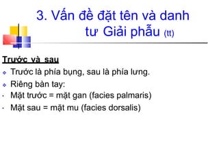 3. Vấn đề đặt tên và danh
tư Giải phẫu (tt)
Trước và sau
❖ Trước là phía bụng, sau là phía lưng.
❖ Riêng bàn tay:
• Mặt trước = mặt gan (facies palmaris)
Mặt sau = mặt mu (facies dorsalis)
•
 