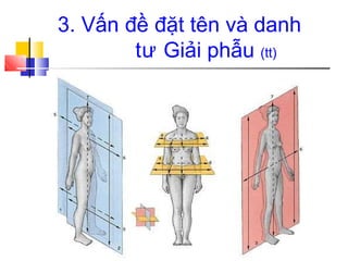 3. Vấn đề đặt tên và danh
tư Giải phẫu (tt)
 