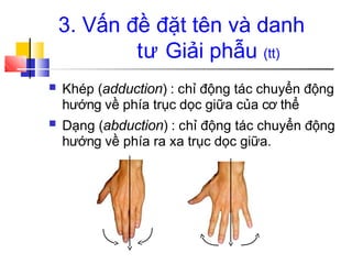 ■ Khép (adduction) : chỉ động tác chuyển động
hướng về phía trục dọc giữa của cơ thể
Dạng (abduction) : chỉ động tác chuyển động
hướng về phía ra xa trục dọc giữa.
■
3. Vấn đề đặt tên và danh
tư Giải phẫu (tt)
 