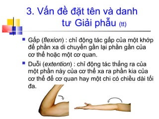 3. Vấn đề đặt tên và danh
tư Giải phẫu (tt)
■ Gấp (flexion) : chỉ động tác gấp của một khớp
để phần xa di chuyển gần lại phần gần của
cơ thể hoặc một cơ quan.
Duỗi (extention) : chỉ động tác thẳng ra của
một phần này của cơ thể xa ra phần kia của
cơ thể để cơ quan hay một chi có chiều dài tối
đa.
■
 