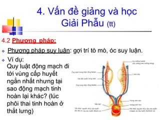 4.2 Phương pháp:
❖ Phương pháp suy luận: gợi trí tò mò, óc suy luận.
❖ Ví dụ:
Quy luật động mạch đi
tới vùng cấp huyết
ngắn nhất nhưng tại
sao động mạch tinh
hoàn lại khác? (lúc
phôi thai tinh hoàn ở
thắt lưng)
4. Vấn đề giảng và học
Giải Phẫu (tt)
 