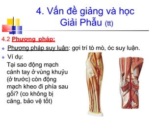 4. Vấn đề giảng và học
Giải Phẫu (tt)
4.2 Phương pháp:
❖ Phương pháp suy luận: gợi trí tò mò, óc suy luận.
❖ Ví dụ:
Tại sao động mạch
cánh tay ở vùng khuỷu
(ở trước) còn động
mạch kheo đi phía sau
gối? (co không bị
căng, bảo vệ tốt)
 