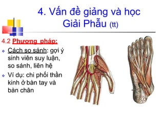 4. Vấn đề giảng và học
Giải Phẫu (tt)
4.2 Phương pháp:
❖ Cách so sánh: gợi ý
sinh viên suy luận,
so sánh, liên hệ
❖ Ví dụ: chi phối thần
kinh ở bàn tay và
bàn chân
 