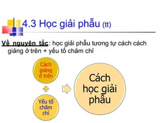 4.3 Học giải phẫu (tt)
Về nguyên tắc: học giải phẫu tương tự cách cách
giảng ở trên + yếu tố chăm chỉ
 