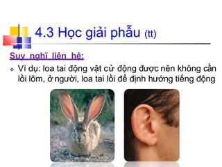 4.3 Học giải phẫu (tt)
Suy nghĩ liên hệ:
❖ Ví dụ: loa tai động vật cử động được nên không cần
lồi lõm, ở người, loa tai lồi để định hướng tiếng động
 